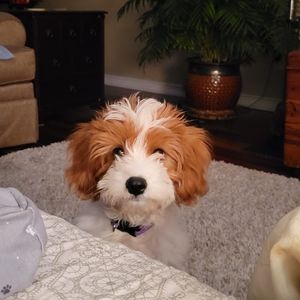 Meet your Posher, Donna